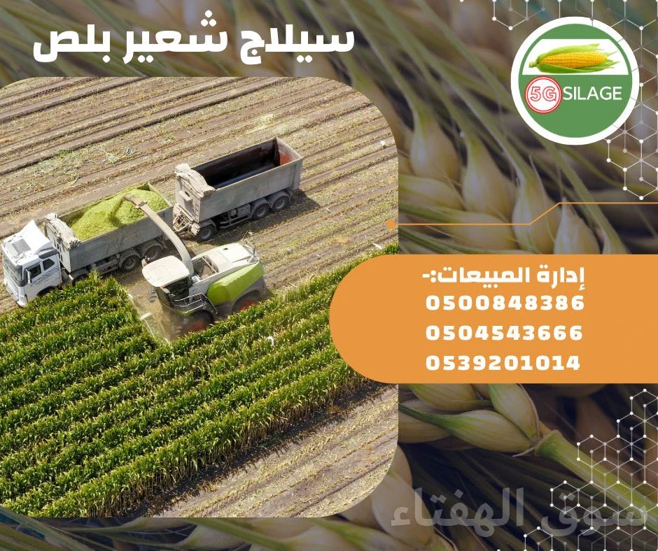 سيلاج الشعير بلس
