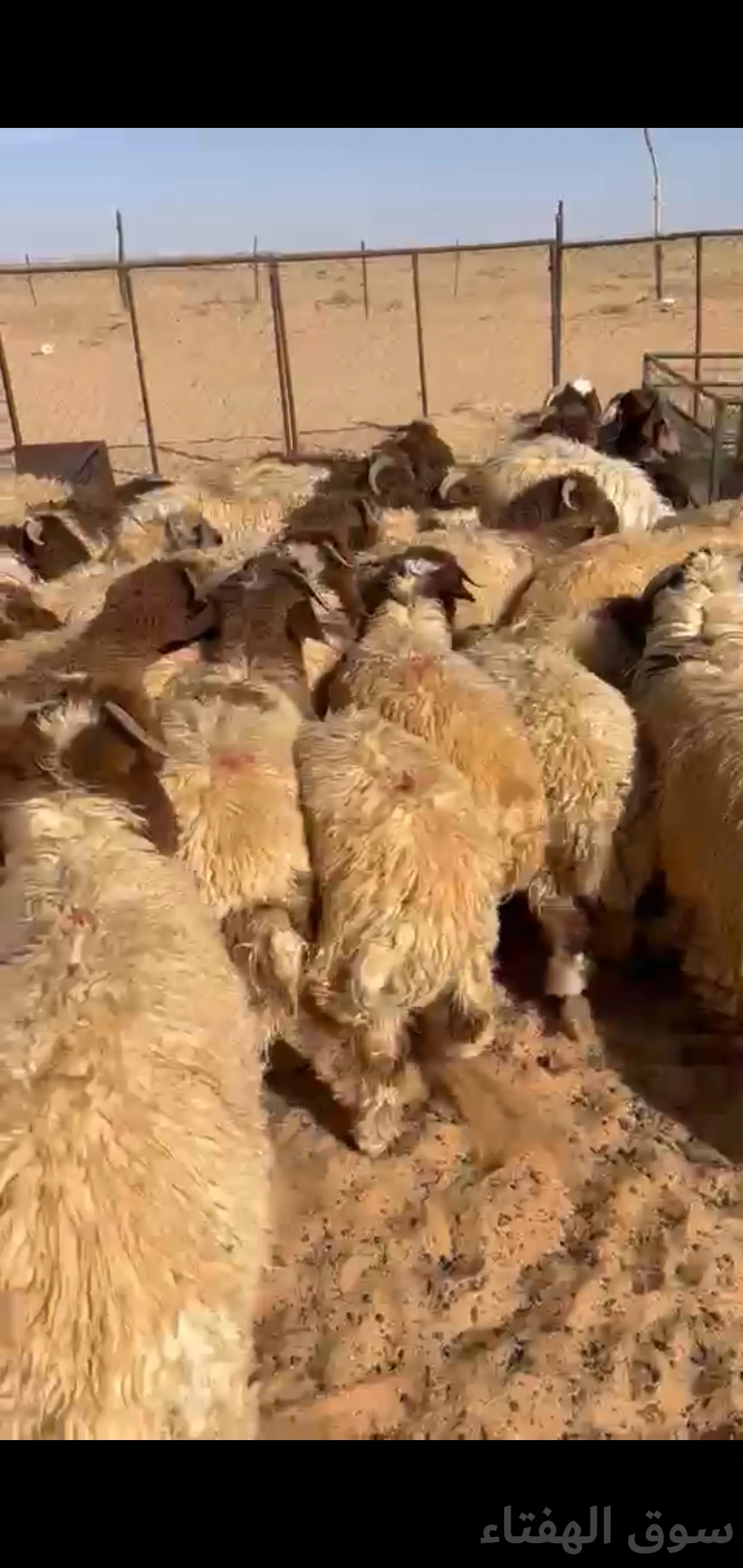 للبيع بهم ضحايا فاخر