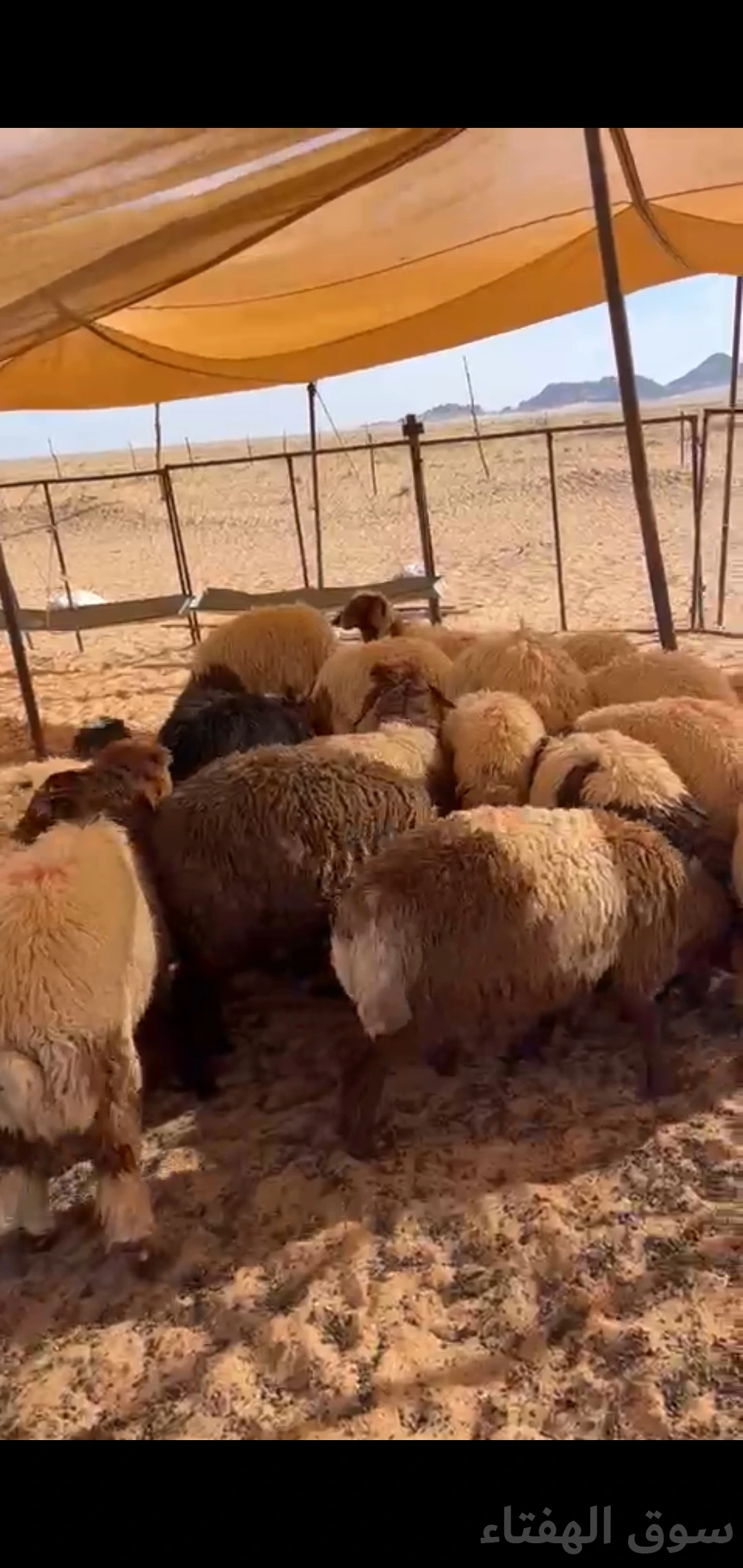 للبيع بهم ضحايا فاخر