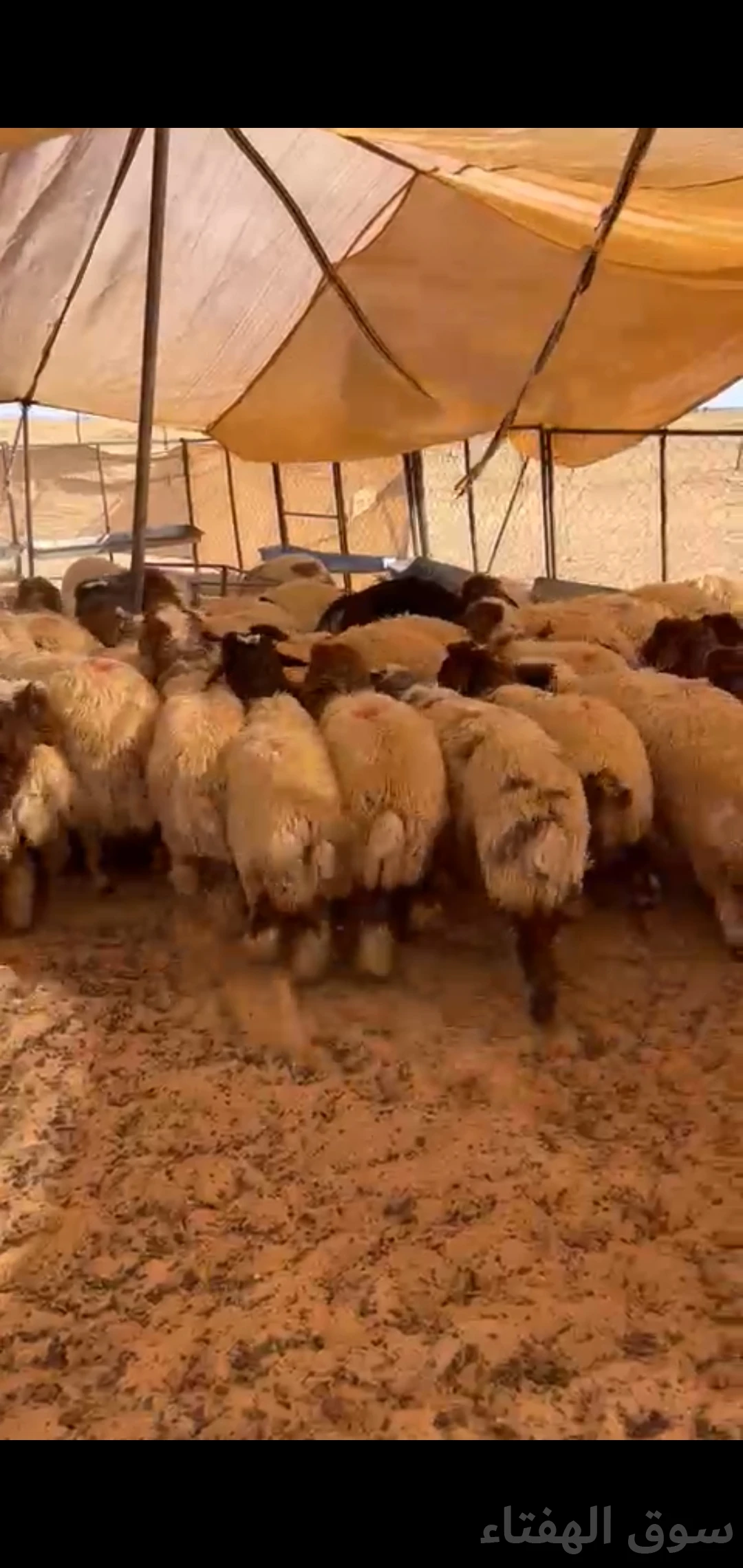 للبيع بهم ضحايا فاخر