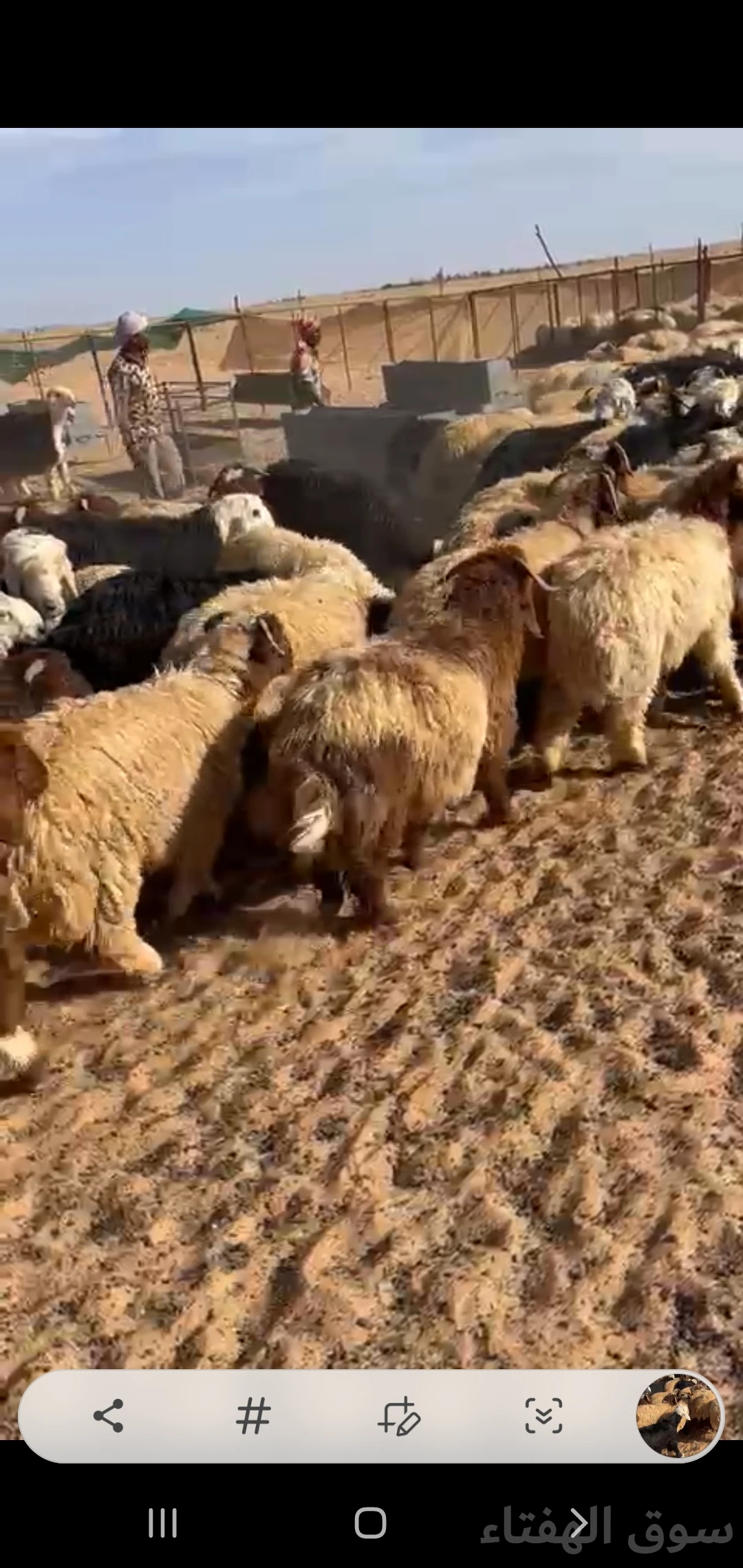 للبيع بهم ضحايا فاخر