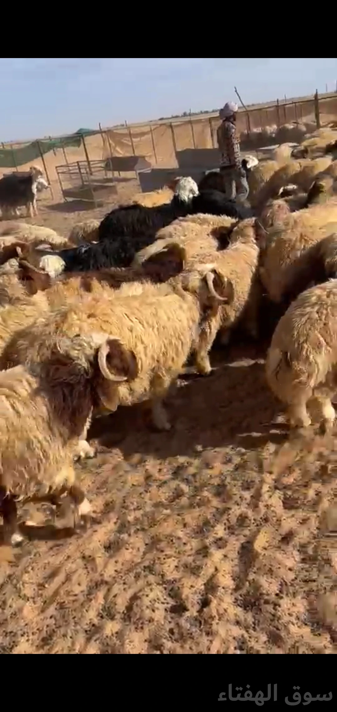 للبيع بهم ضحايا فاخر