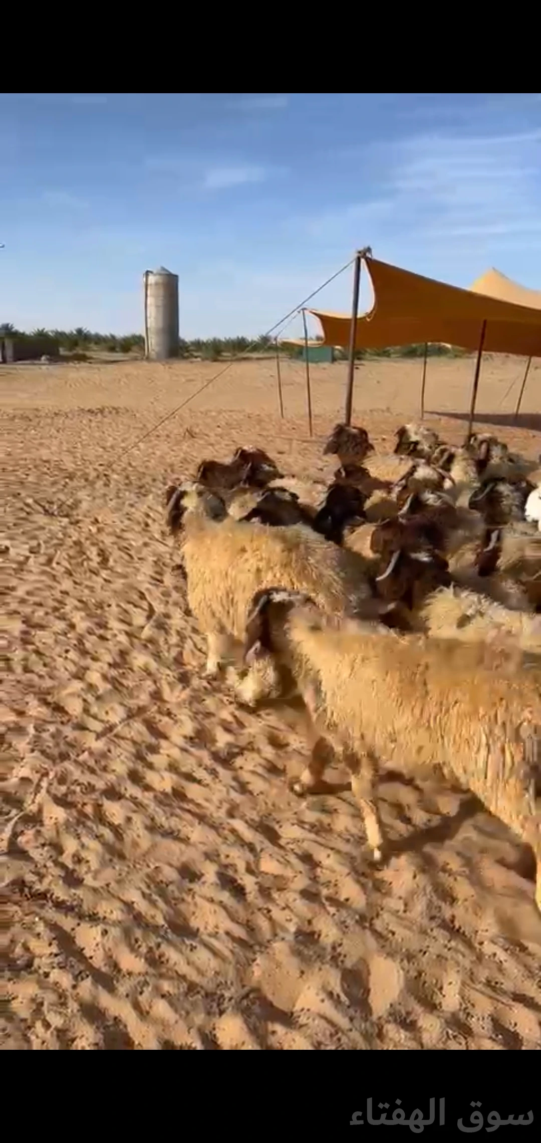 للبيع بهم ضحايا فاخر