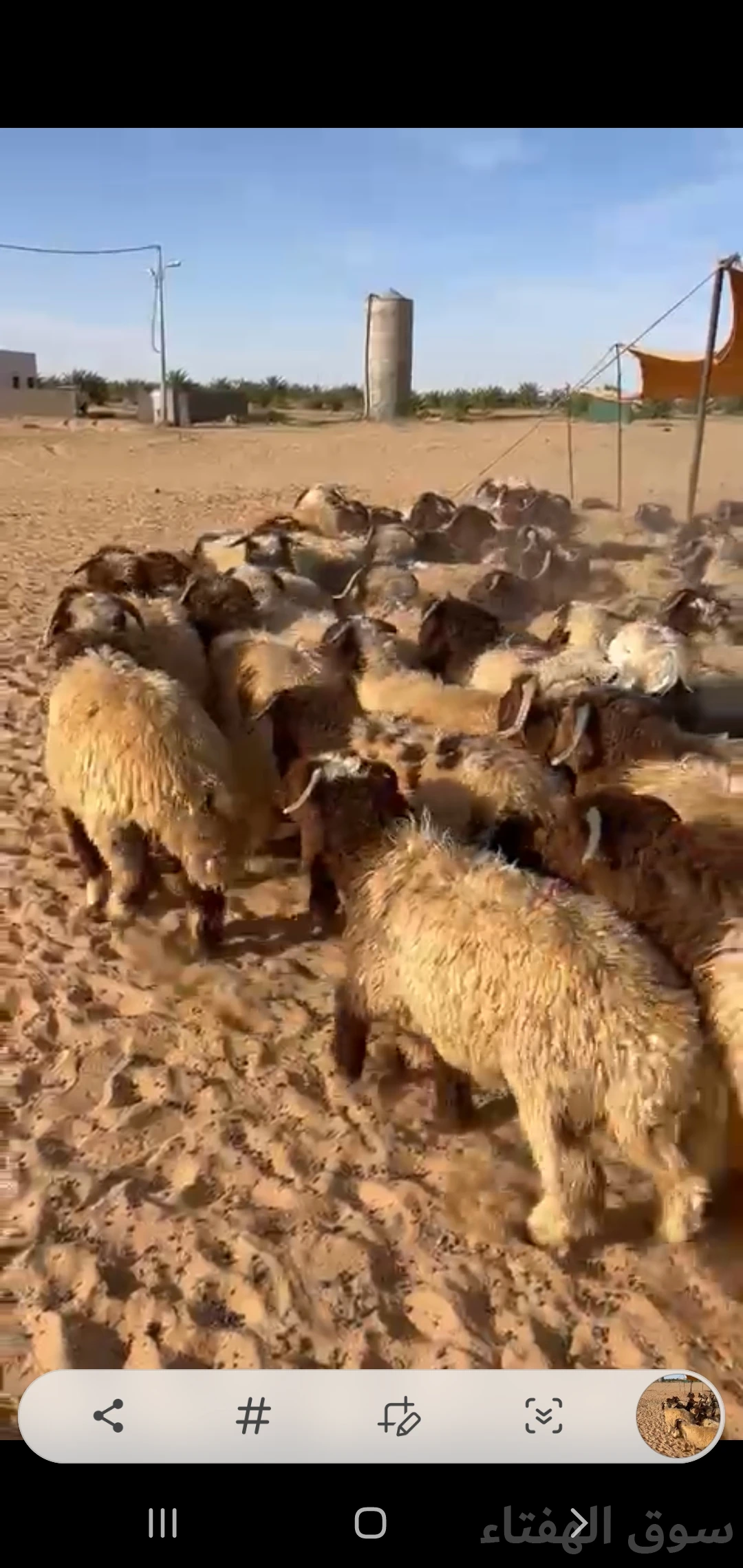 للبيع بهم ضحايا فاخر