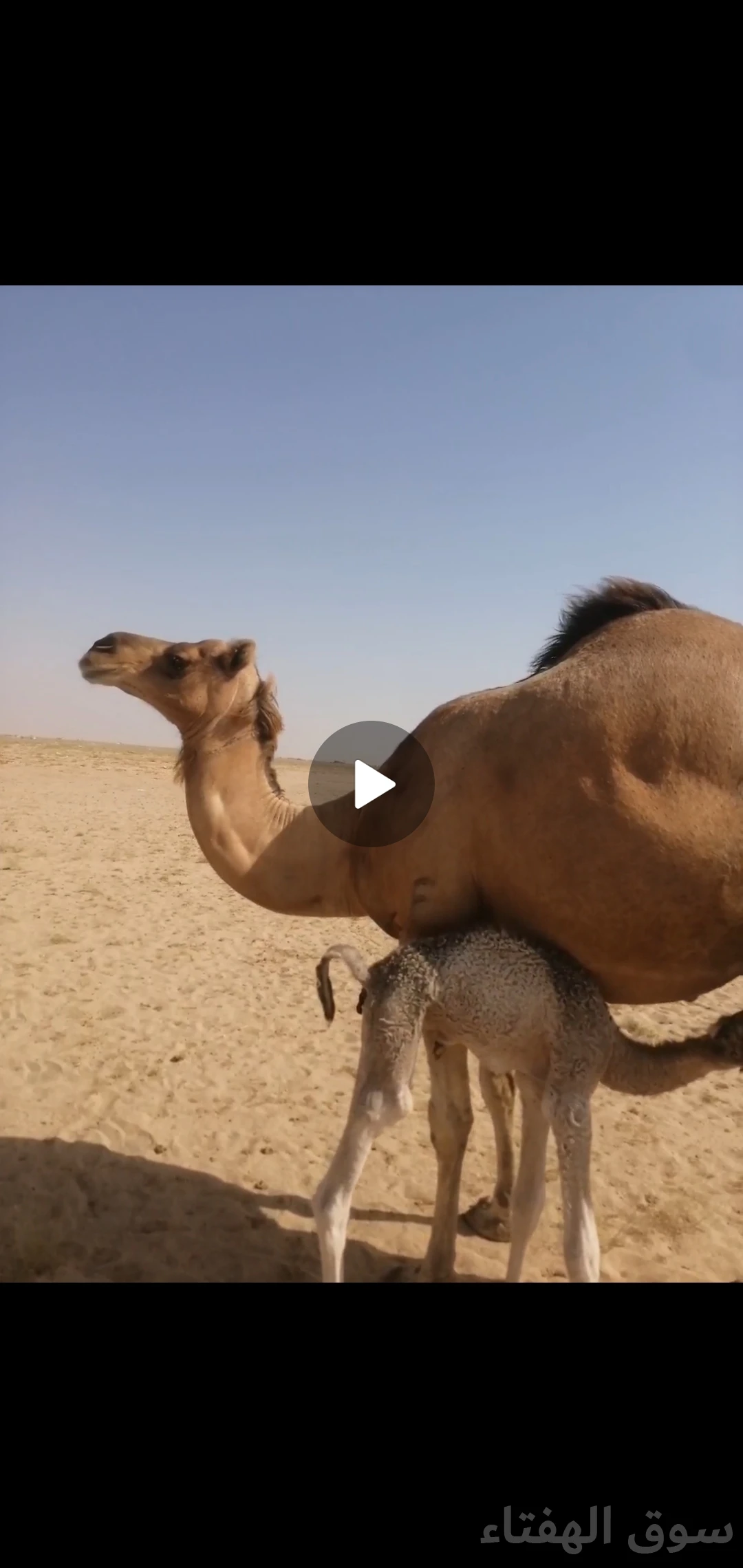 للبيع خلفه منيحه طيبه