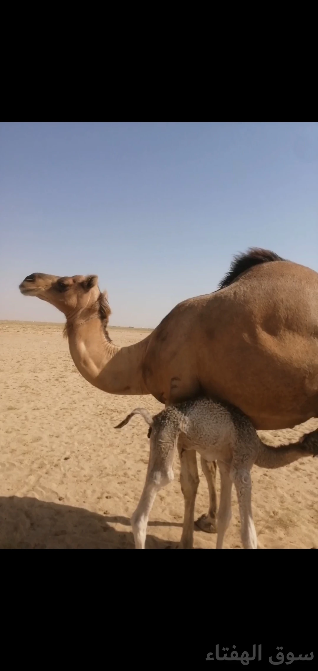 للبيع خلفه منيحه طيبه
