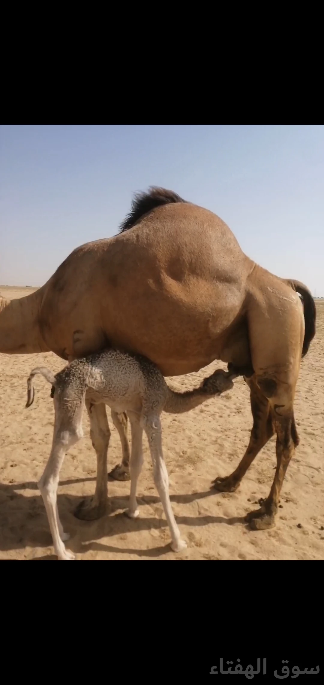 للبيع خلفه منيحه طيبه