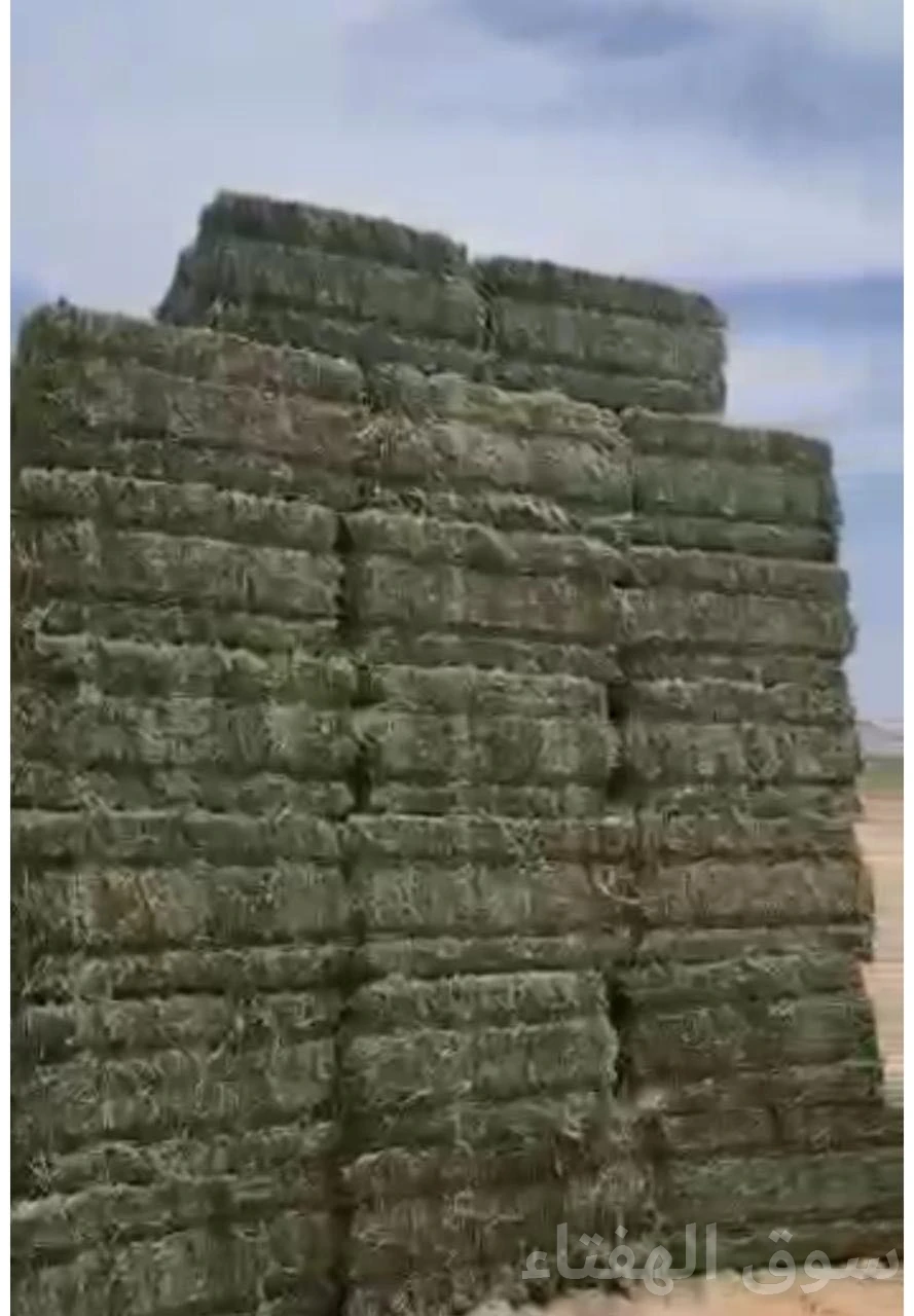 برسيم صافي فاخر
