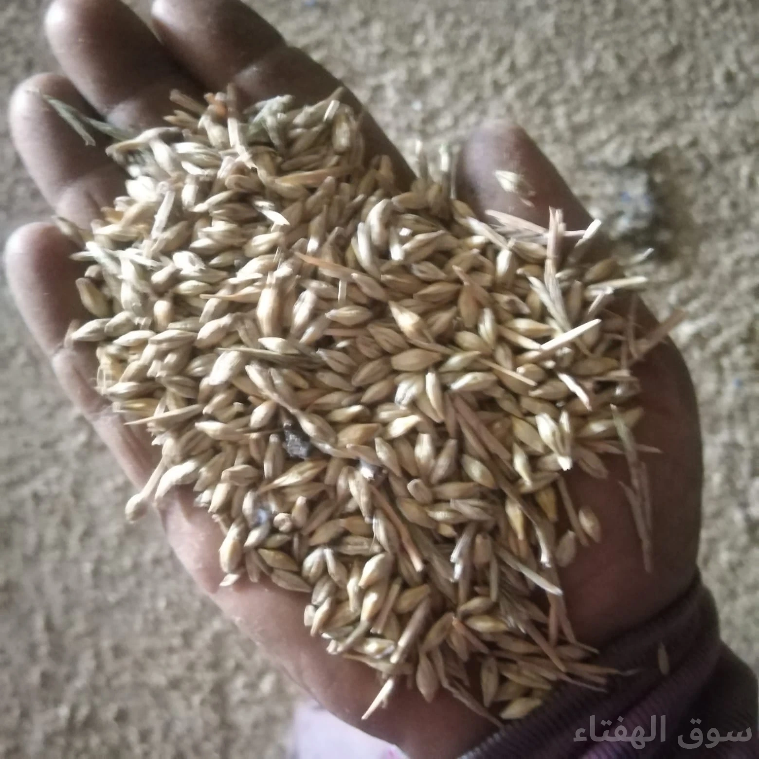 للبيع شعير محلي طيب