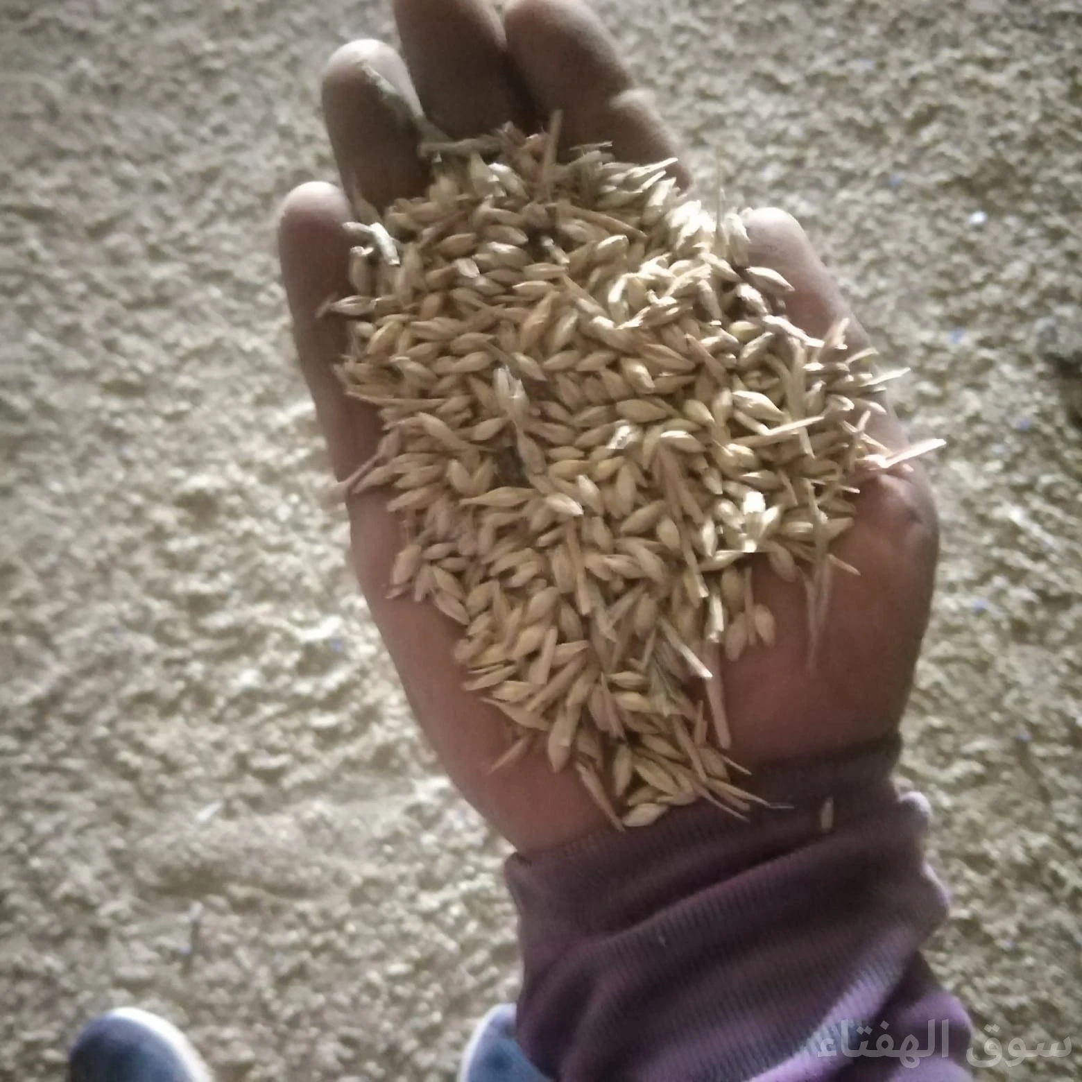 للبيع شعير محلي طيب