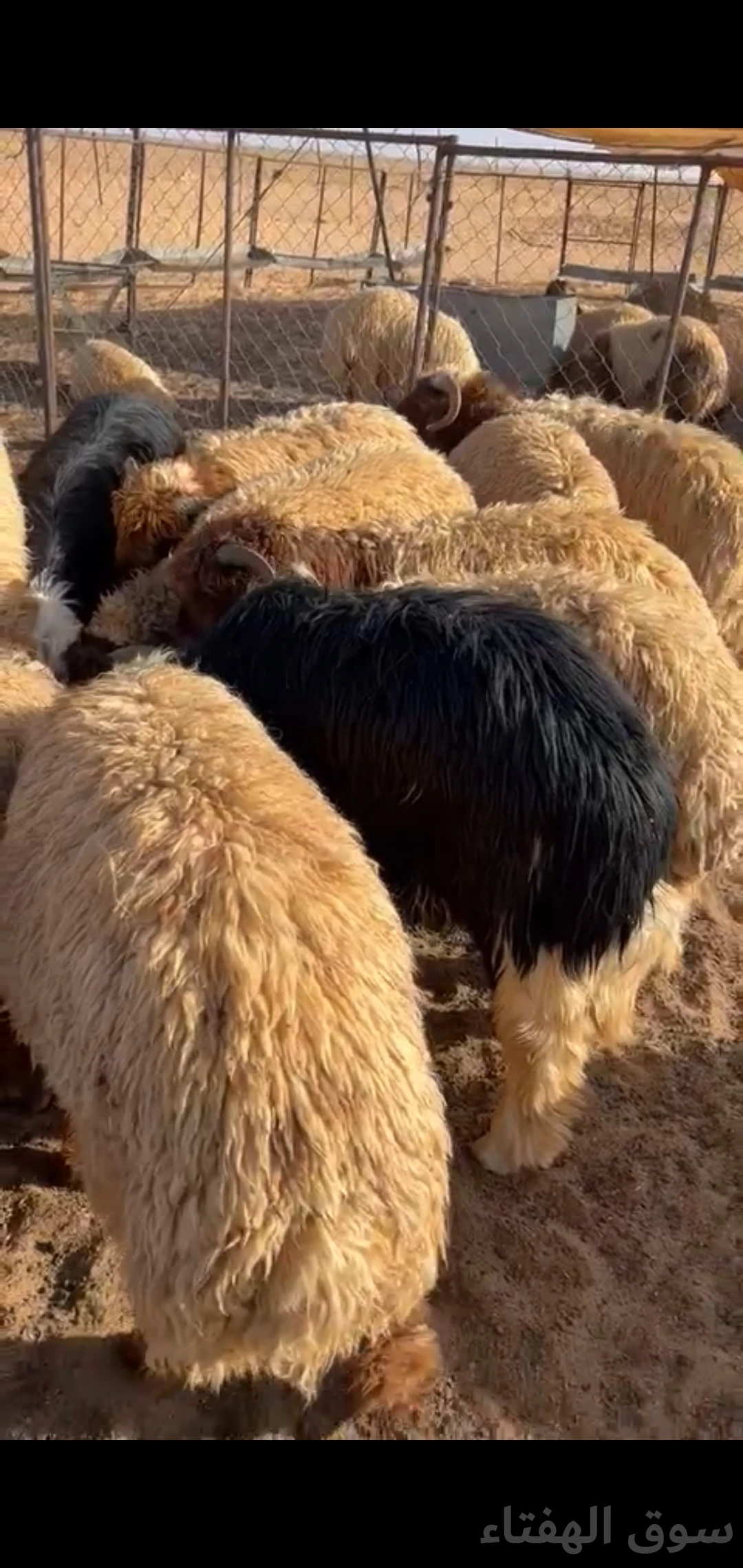للبيع بهم ضحايا جبر وطيب