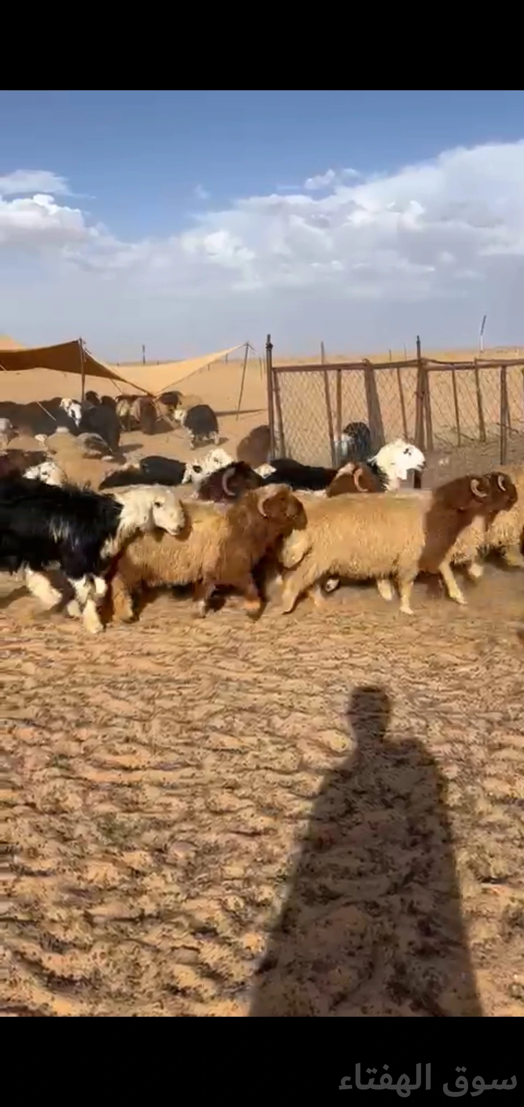 للبيع بهم ضحايا جبر وطيب