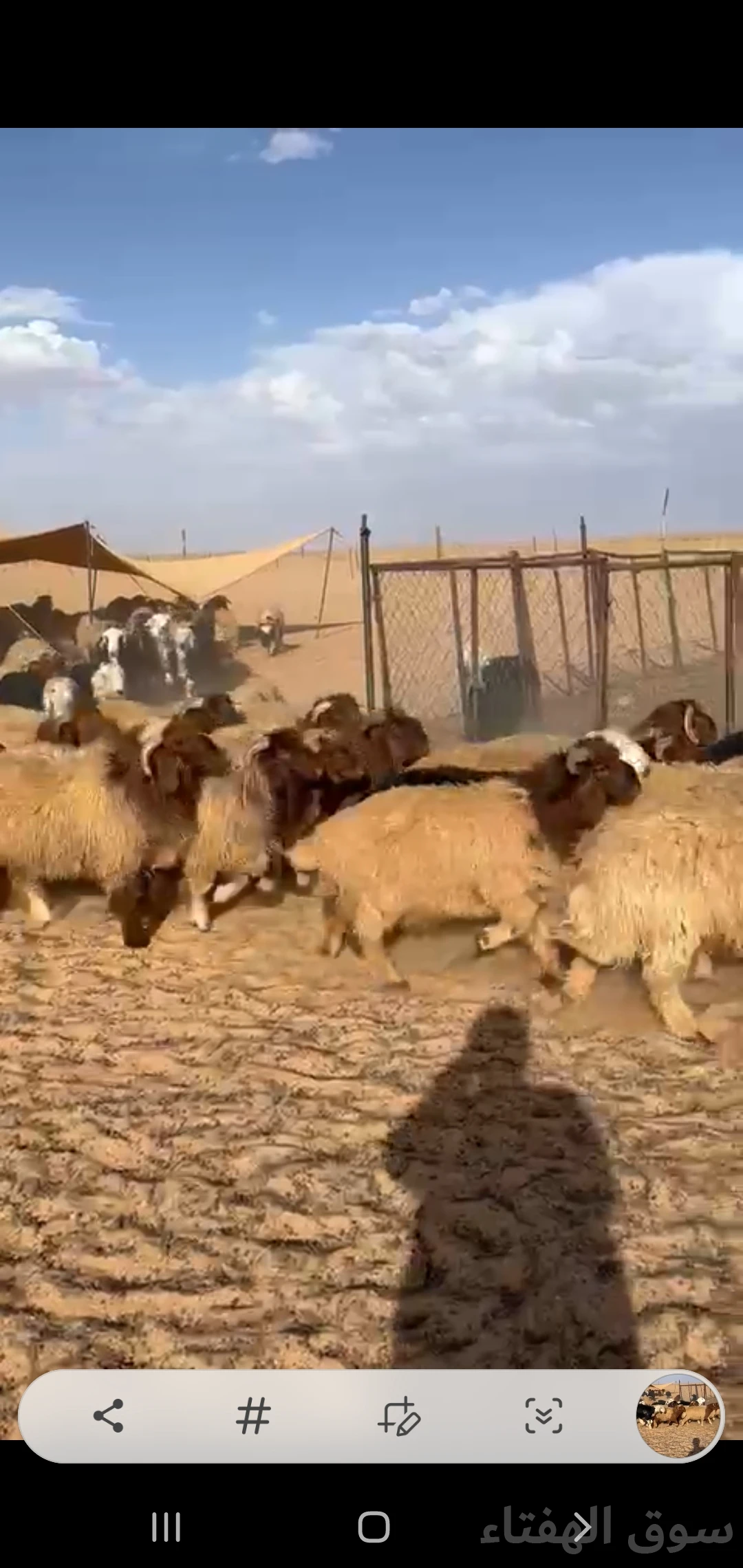 للبيع بهم ضحايا جبر وطيب