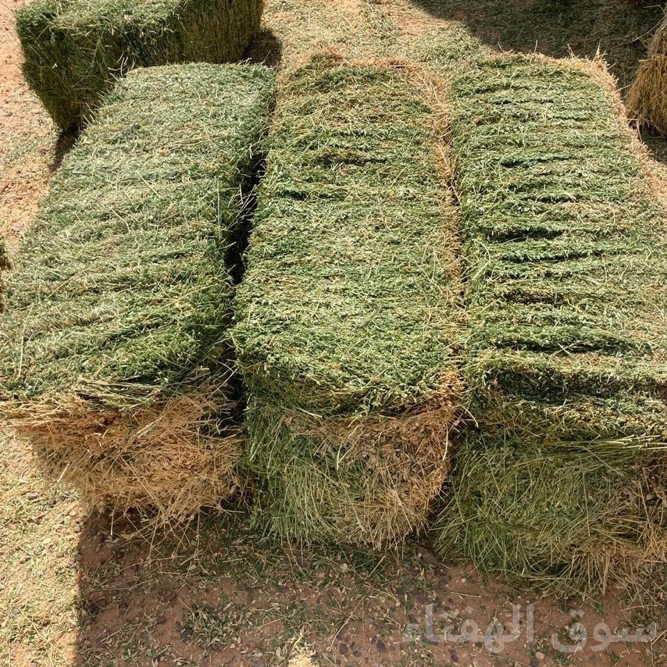 برسيم