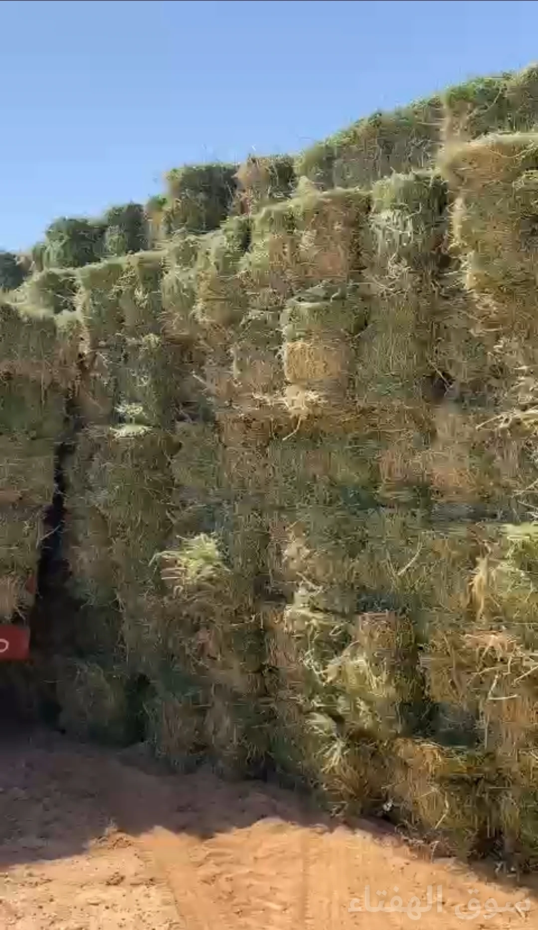 للبيع برسيم شد طيب