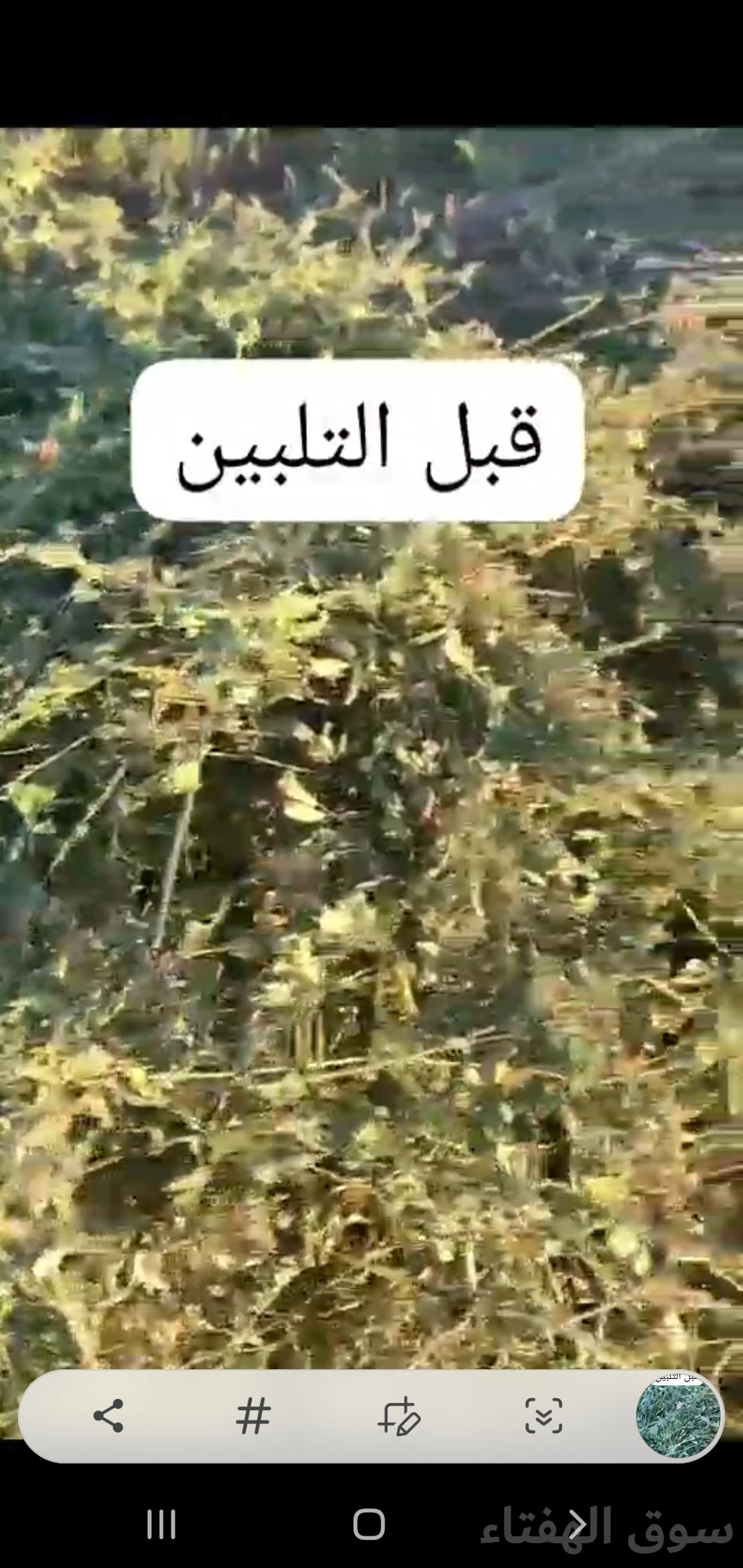 للبيع برسيم ناعم ورق
