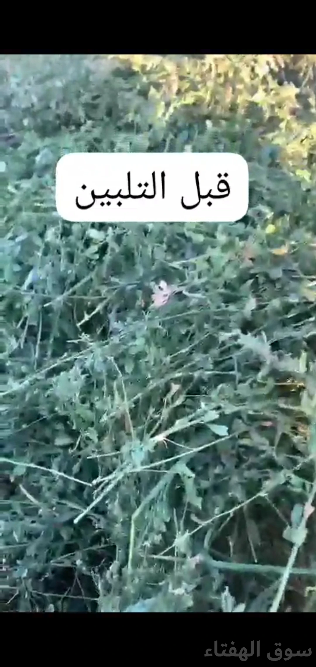 للبيع برسيم ناعم ورق