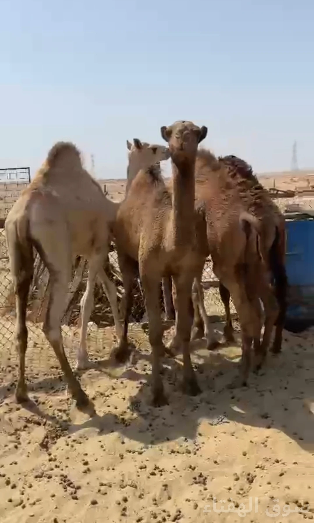 للبيع قعدان طيبه ماشاءالله
