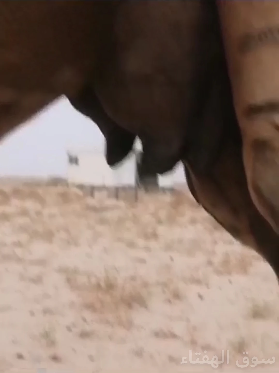 للبيع خلفه منيحه ماشاءالله