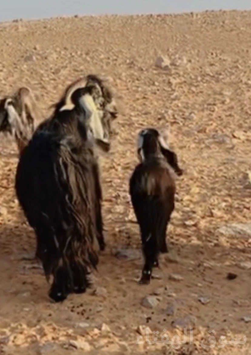 معزاء عوارض مضاريع ودفيع