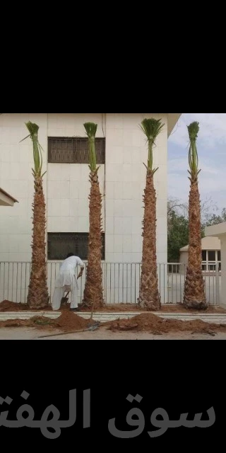 مقاول شبوك ونخيل