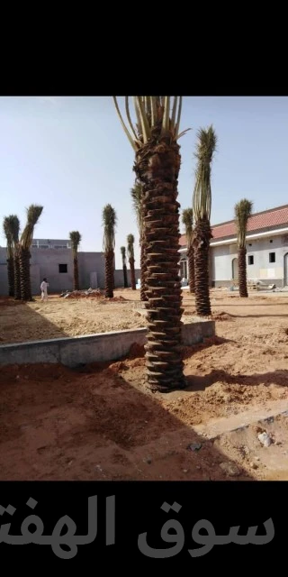مقاول شبوك ونخيل