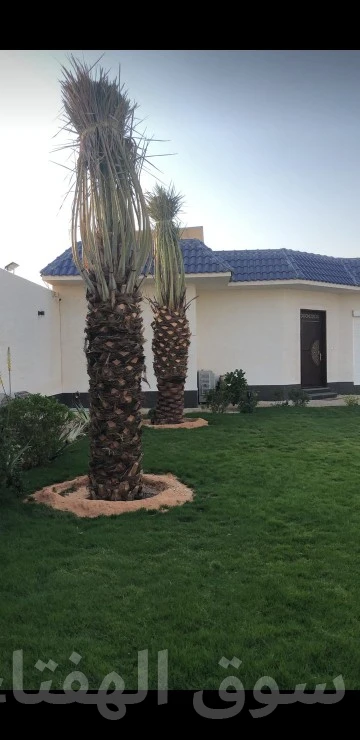 مقاول شبوك ونخيل