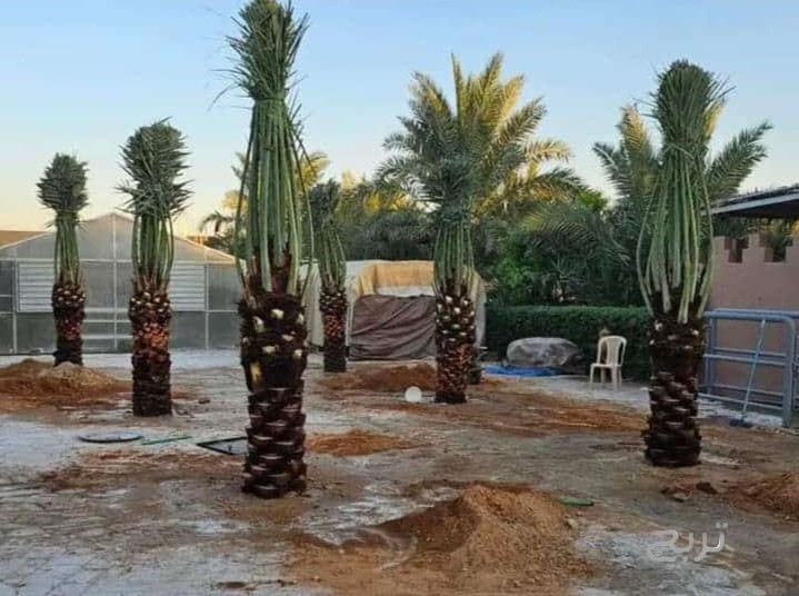 مقاول شبوك ونخيل 0551288900