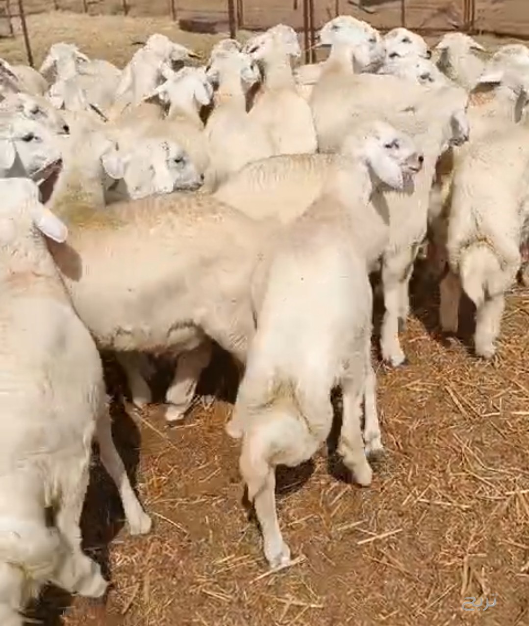 بهم حري للبيع العدد 44