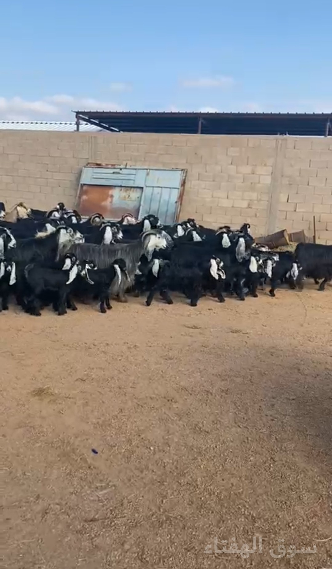 للبيع معزاء عوارض مطافيل