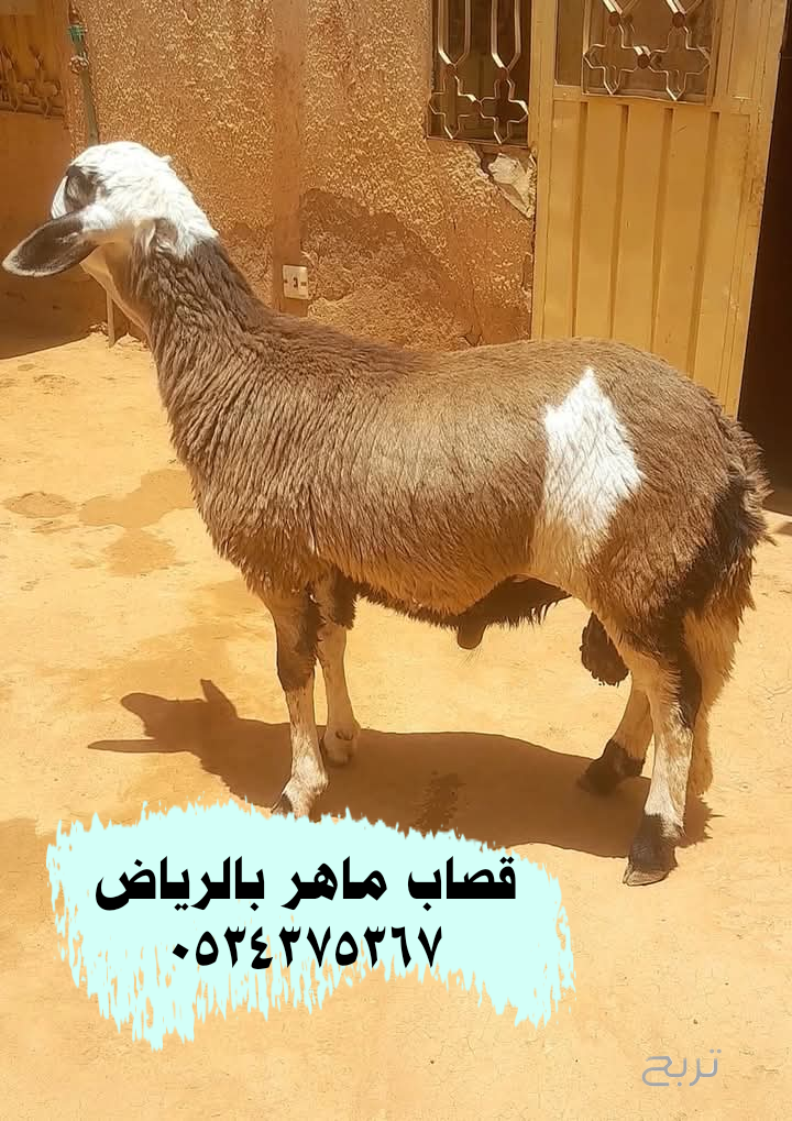 قصاب ذباح بالرياض 0534375367