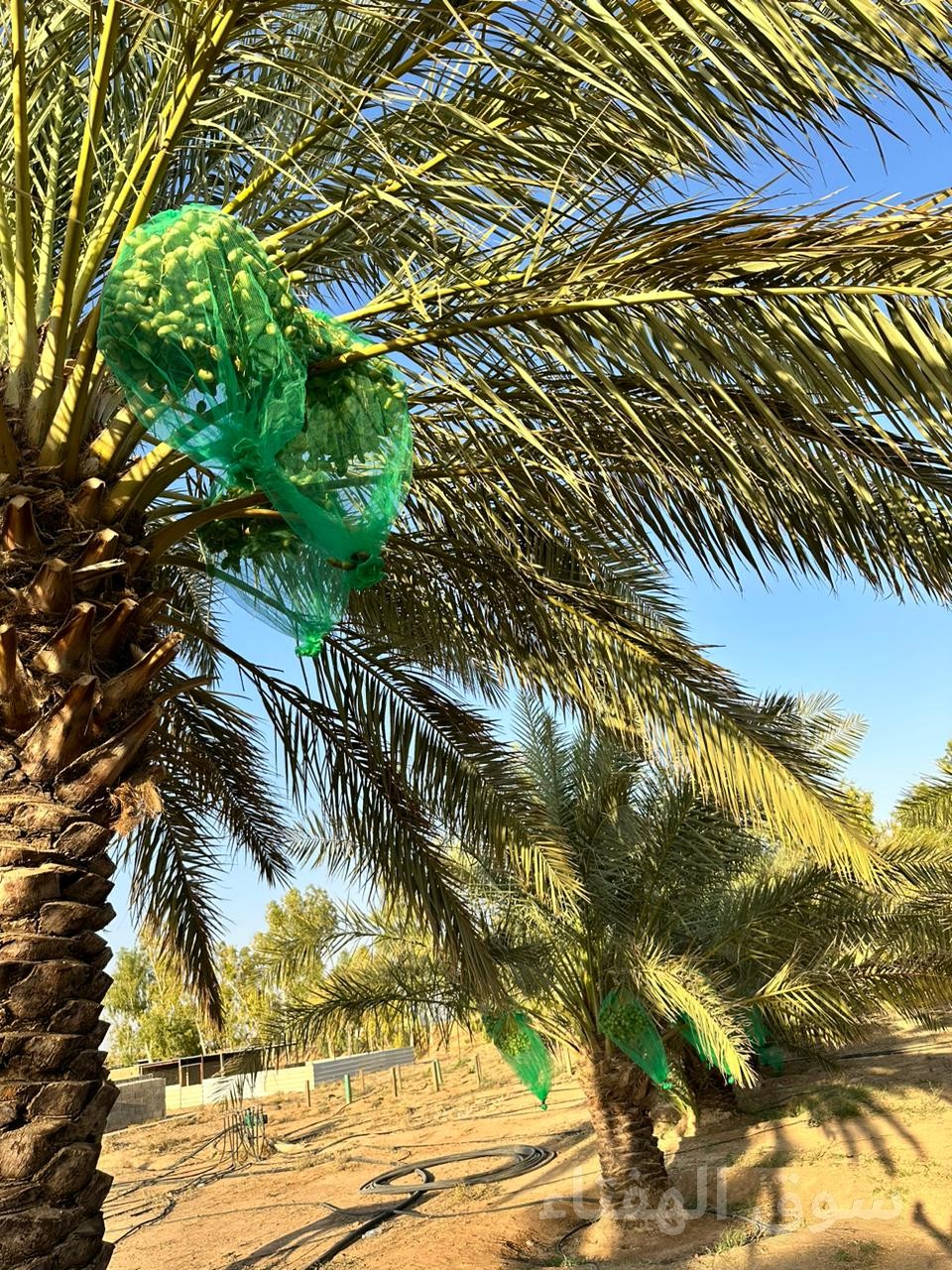 للبيع مزرعه