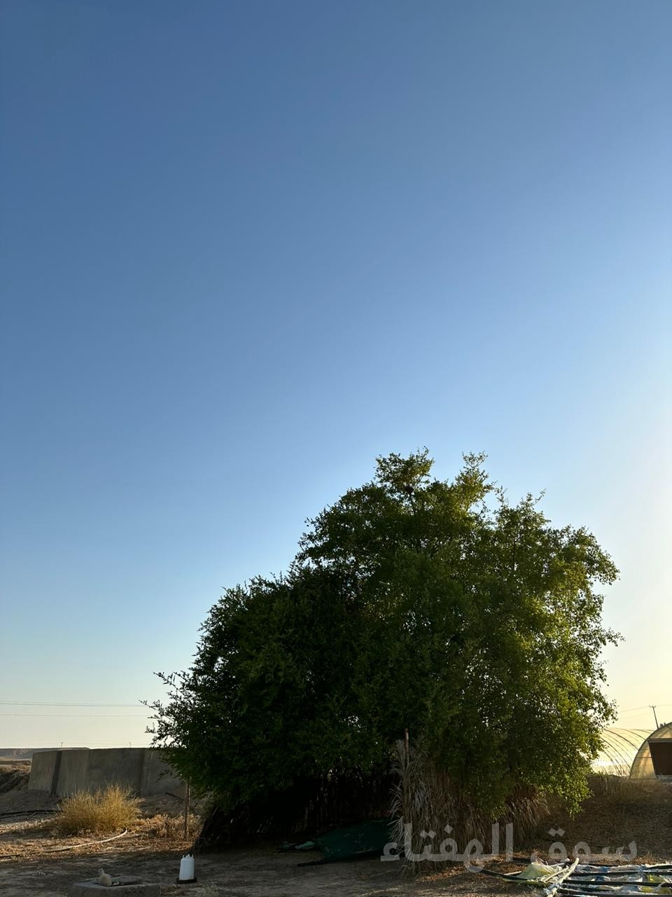 للبيع مزرعه