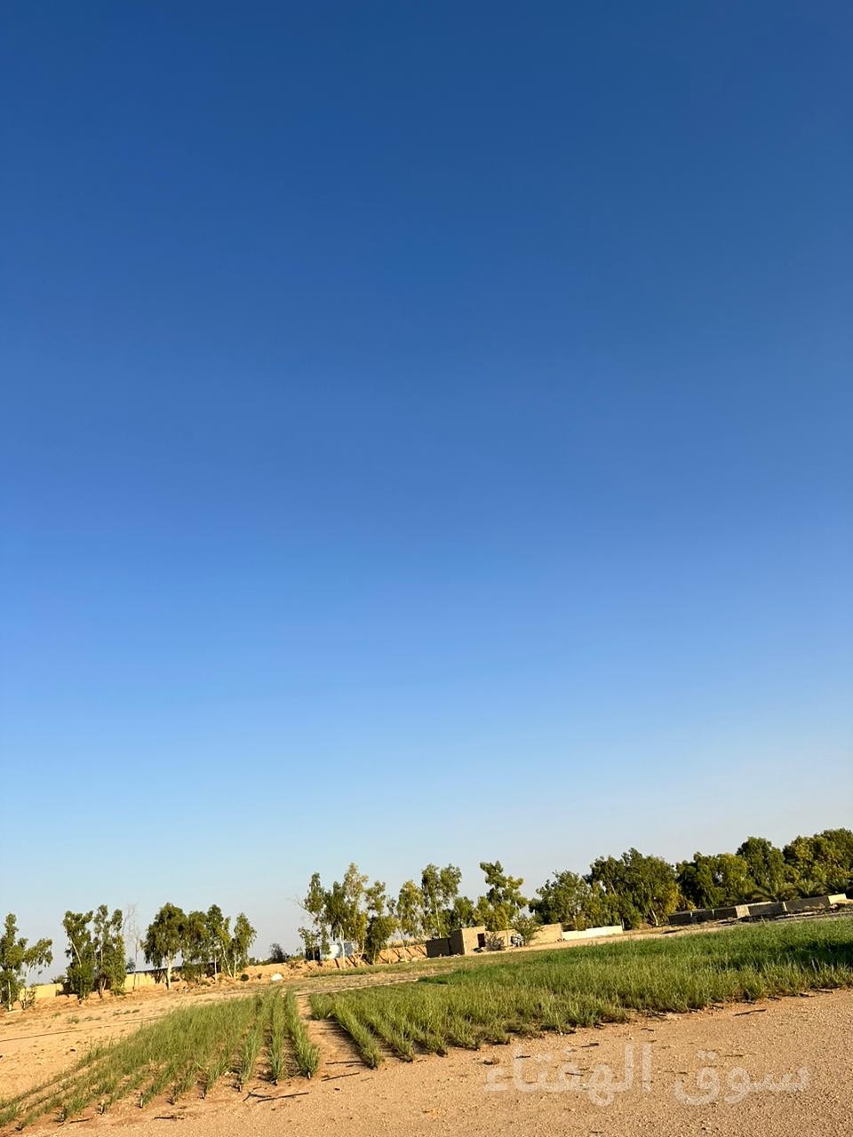 للبيع مزرعه