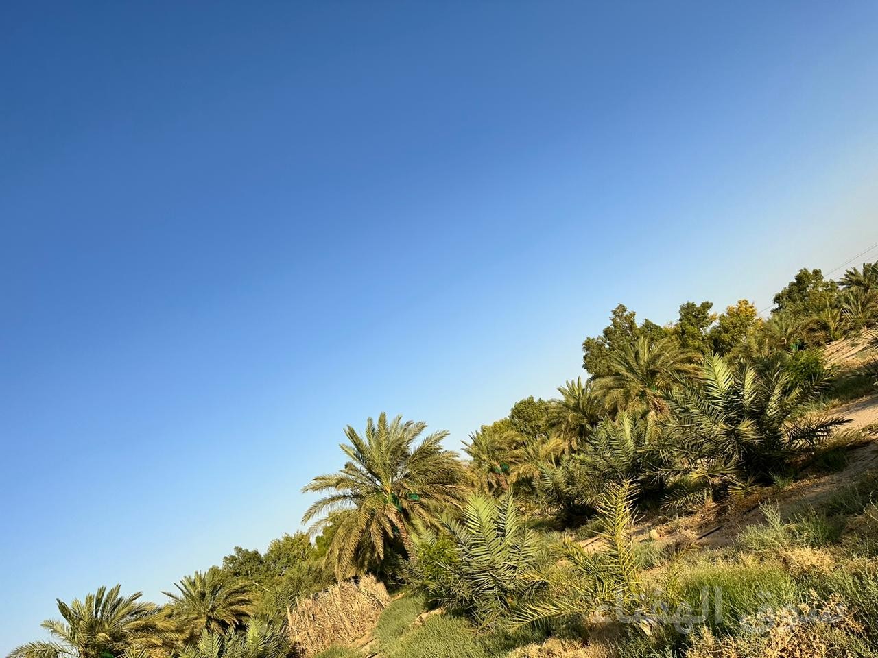للبيع مزرعه