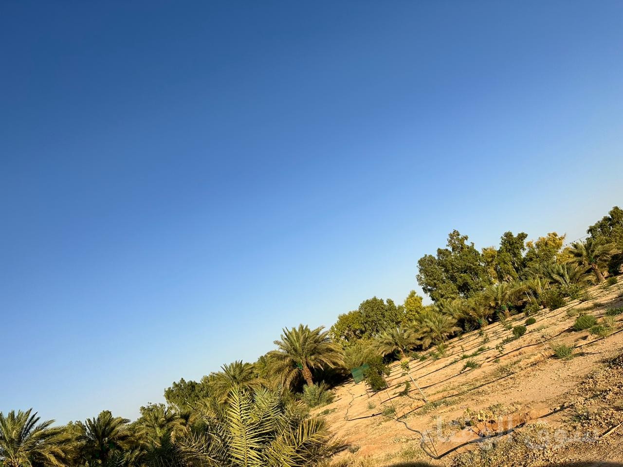 للبيع مزرعه