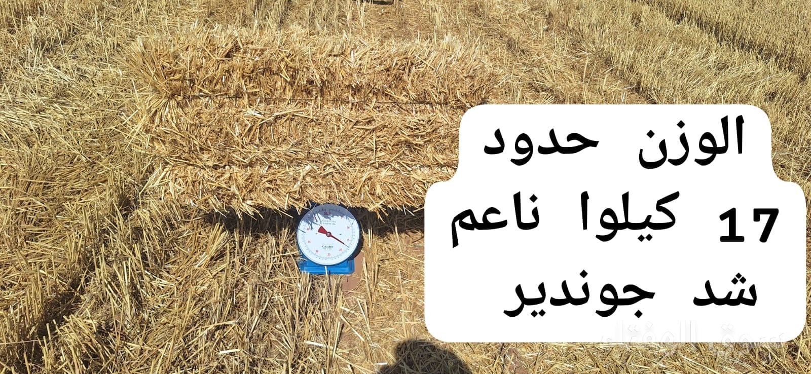 للبيع تبن قمح شد طيب