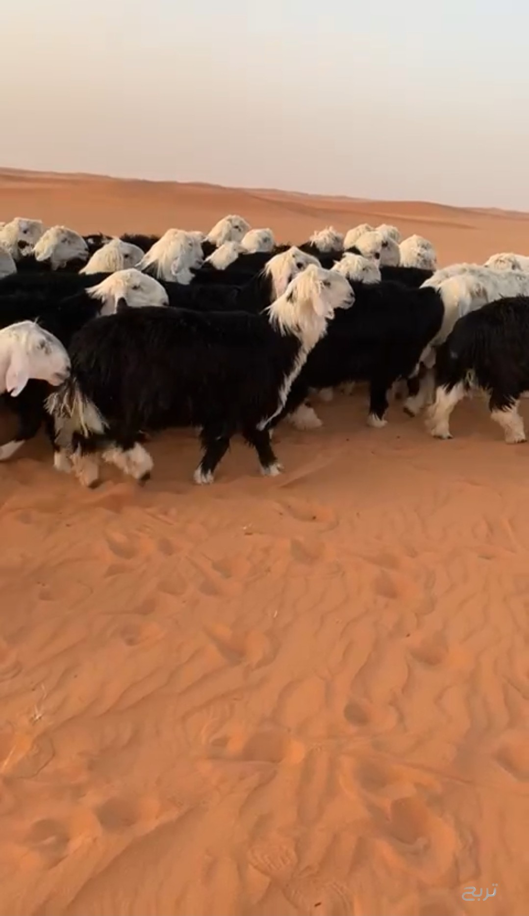 للبيع خرفان نجد ضحايا