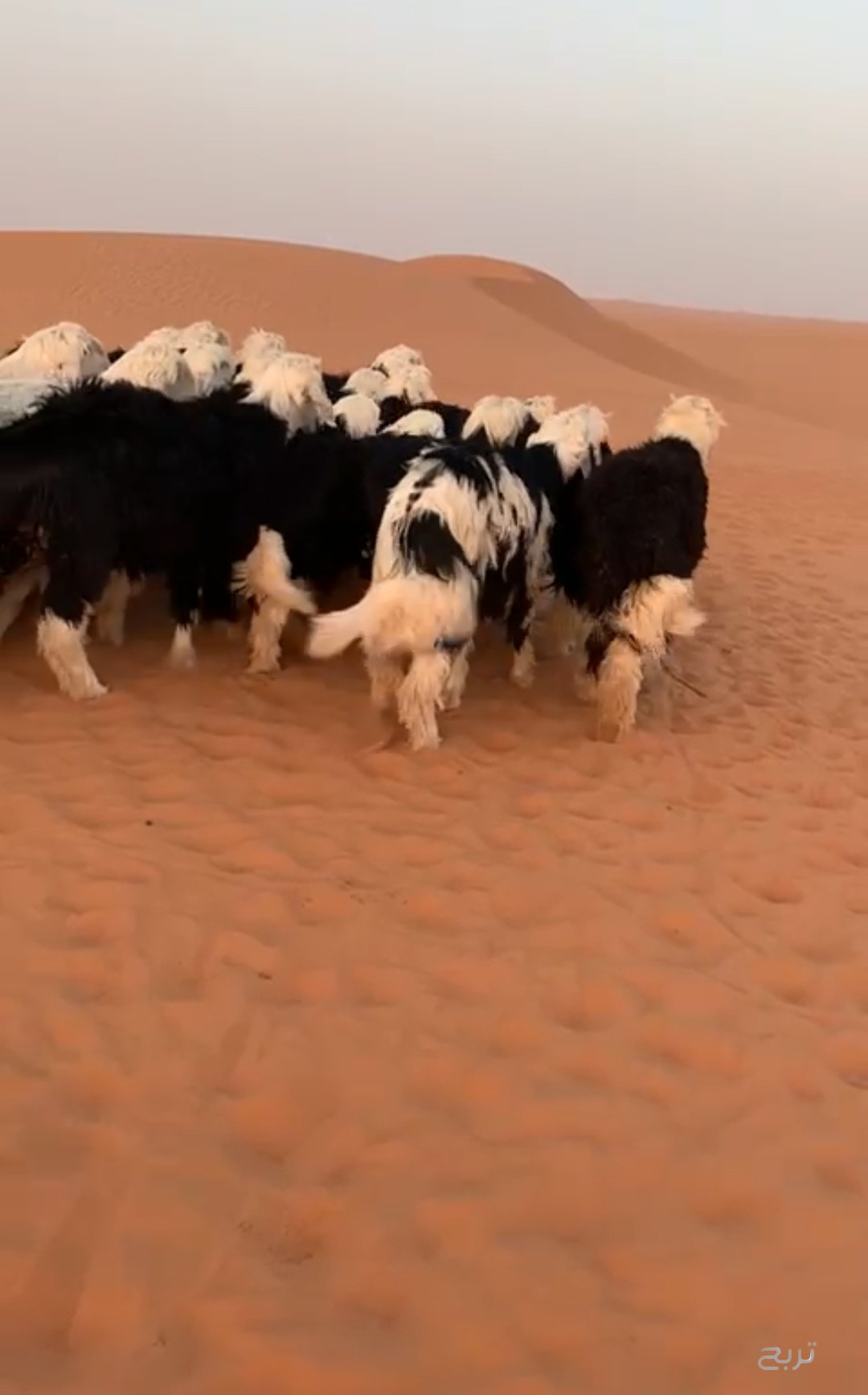 للبيع خرفان نجد ضحايا