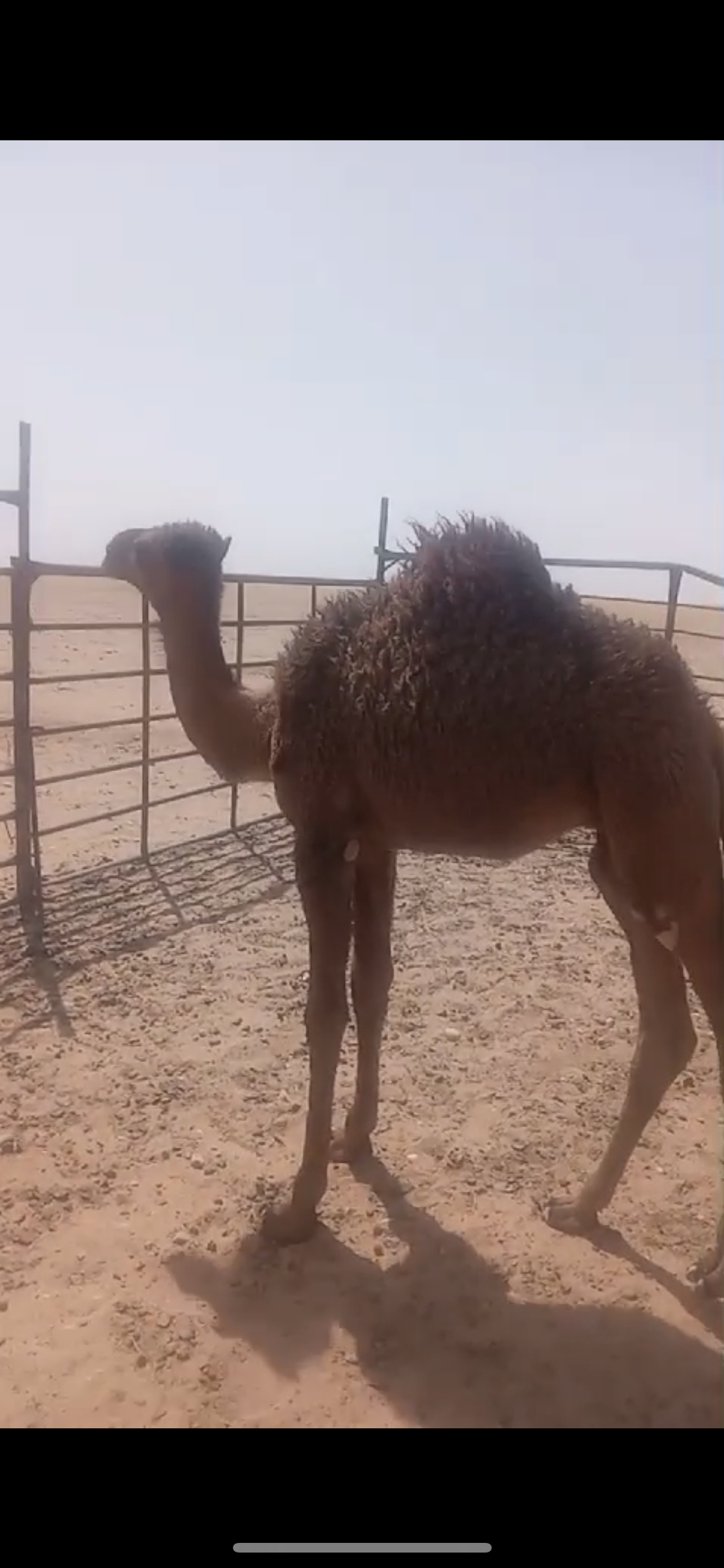 حفرالباطن