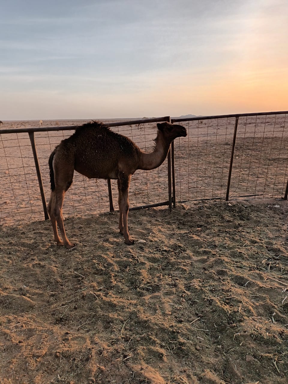 بكره للبيع