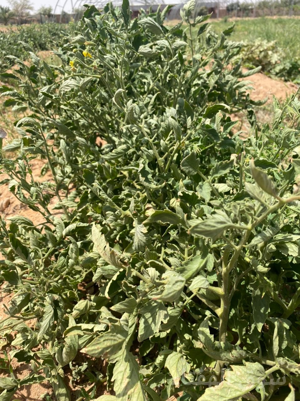 مطلوب مزرعه