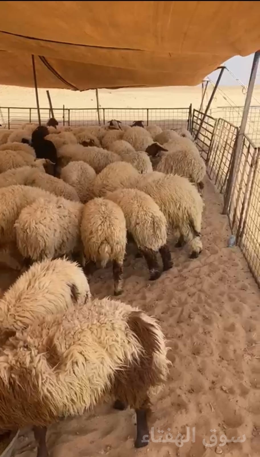 للبيع بهم العدد ١٥١