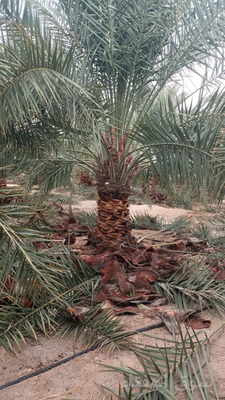 مقاول شبوك ونخيل 0551288900