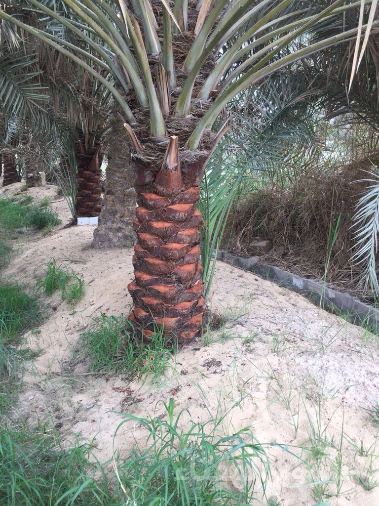 مقاول شبوك ونخيل 0551288900
