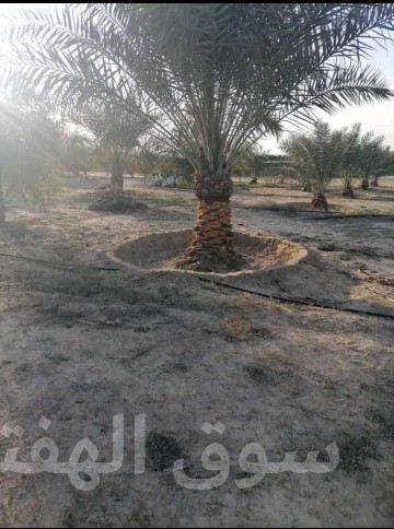 مقاول شبوك ونخيل 0551288900