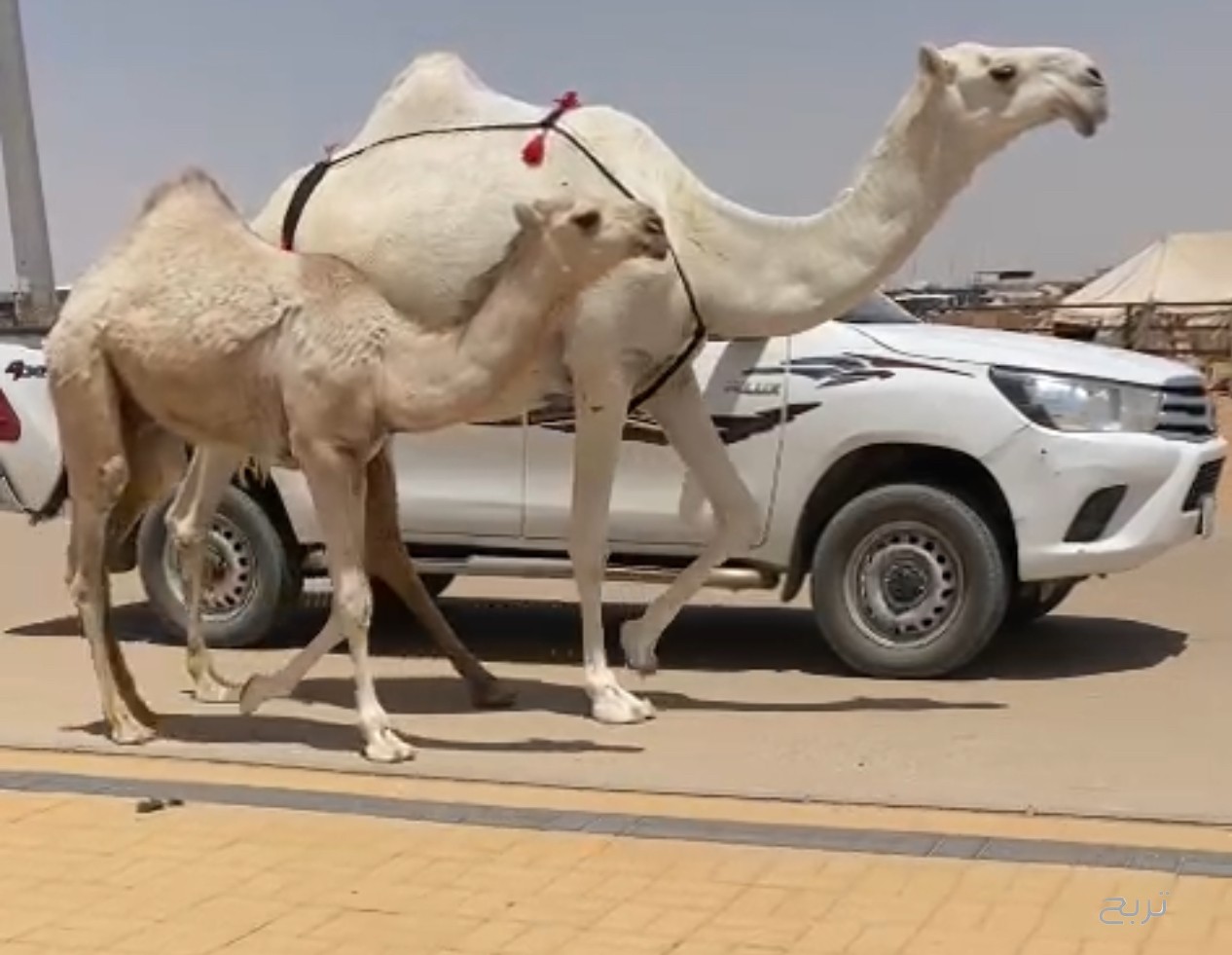 عرض فاخر ناقه وضحا