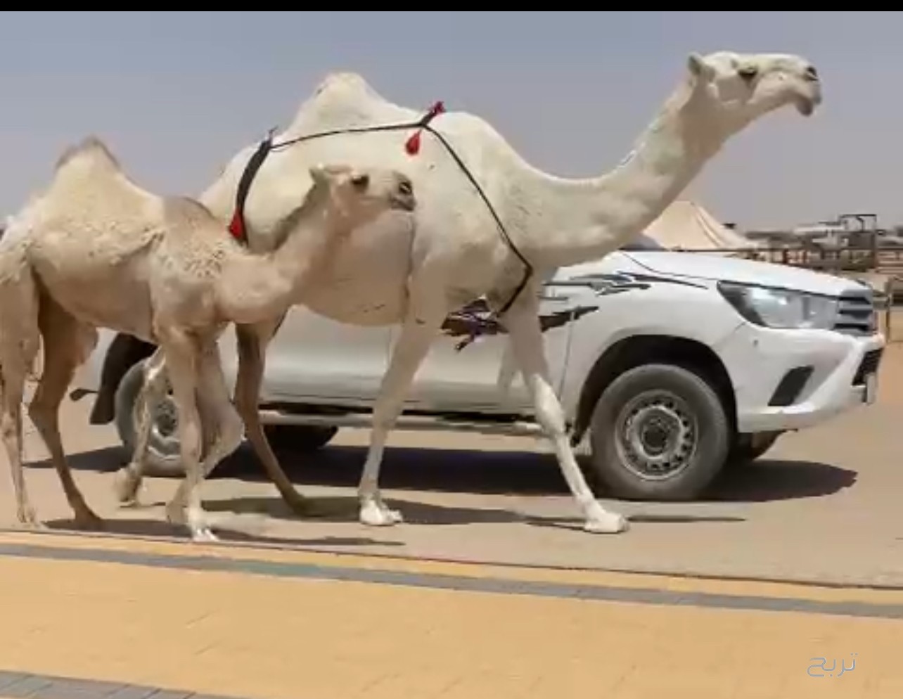 عرض فاخر ناقه وضحا
