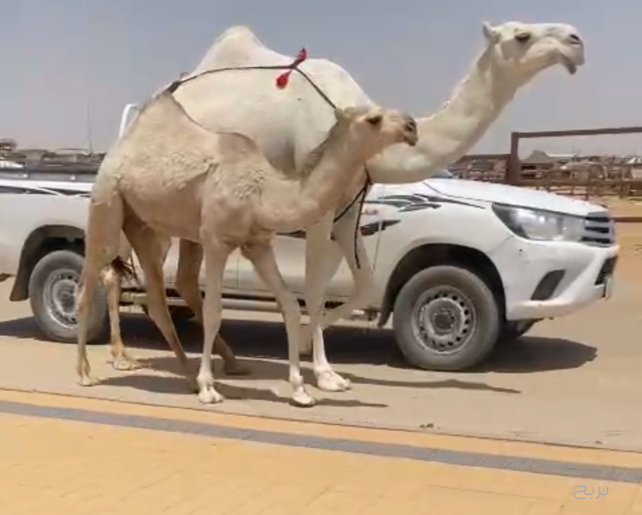 عرض فاخر ناقه وضحا
