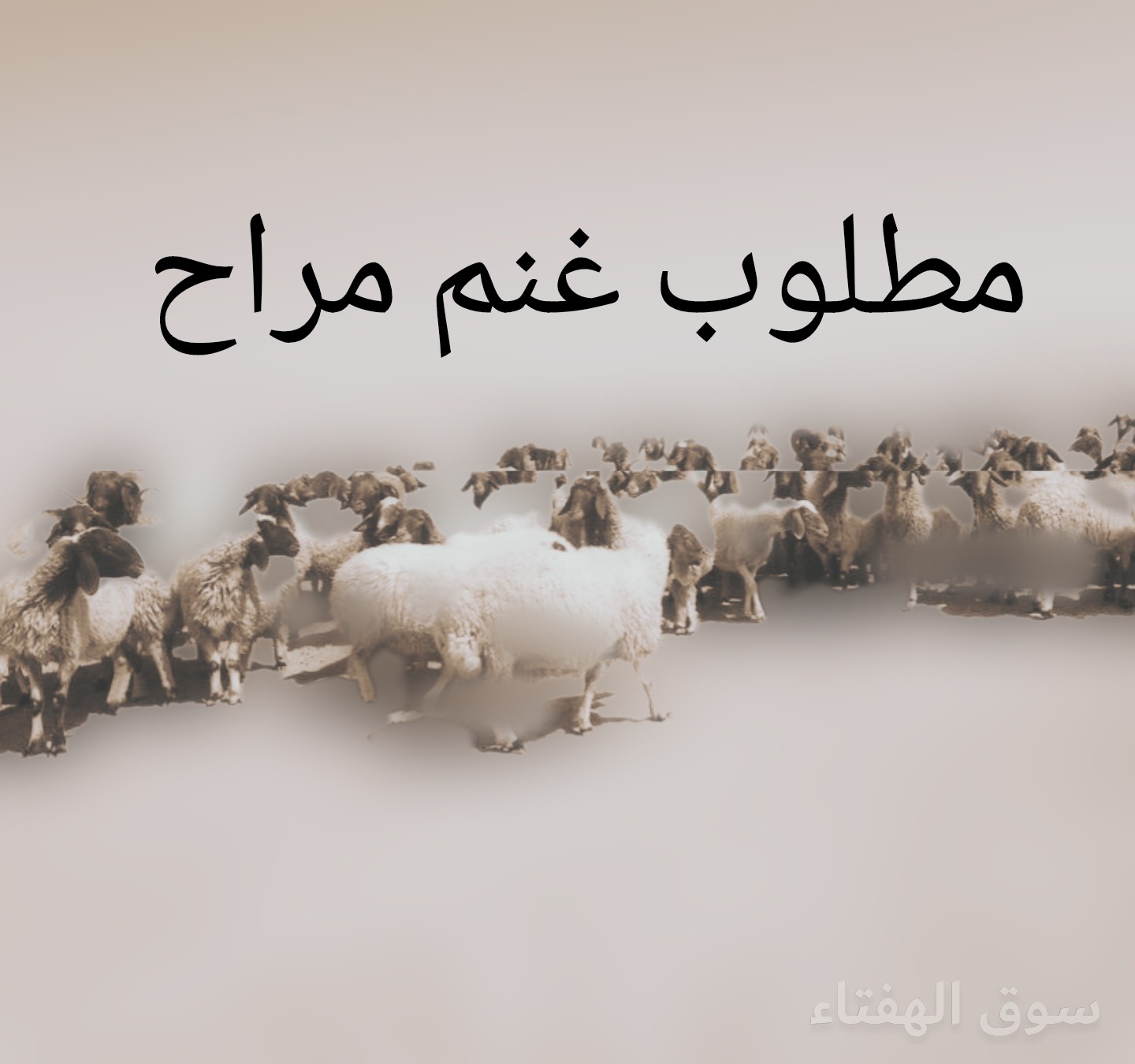 ‏مطلوب غنم مراح واحد نعيم